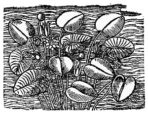 Text-fig. 68. “Ninfea” = Waterlily [Durante, Herbario Nuovo, 1585].