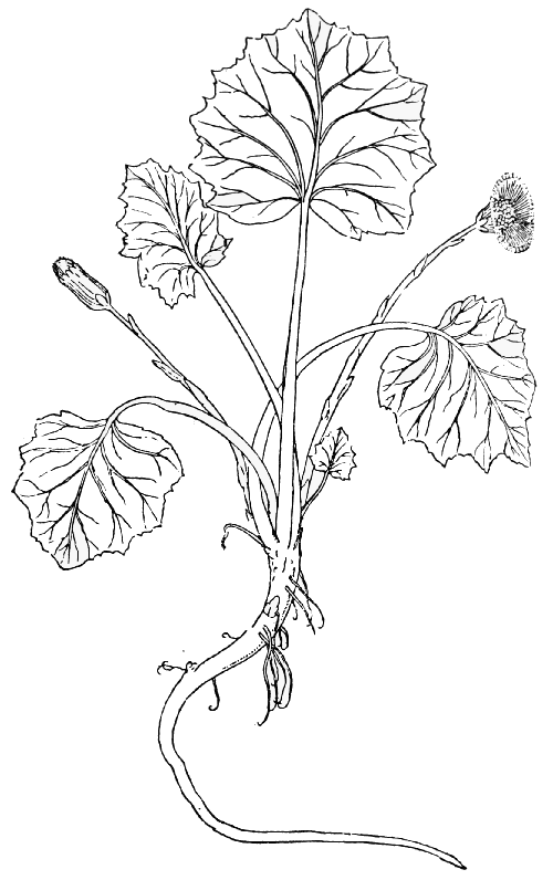 Text-fig. 69. “Tussilago” = Tussilago farfara L., Coltsfoot [Fuchs, De historia stirpium, 1542]. Reduced.