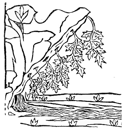 Text-fig. 75. “Capillus Veneris” = Maidenhair Fern [Arnaldus de Villa Nova, Tractatus de virtutibus herbarum, 1499].