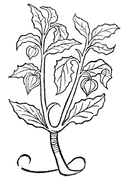 Text-fig. 79. “Alkekengi” = Physalis, Winter Cherry [Ortus Sanitatis, Mainz, 1491].