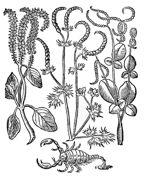 Text-fig. 109. Herbs of the Scorpion