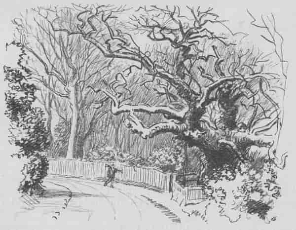 The Crouch Oak, Addlestone.