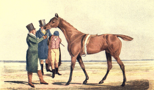 Illustration: RACE HORSE