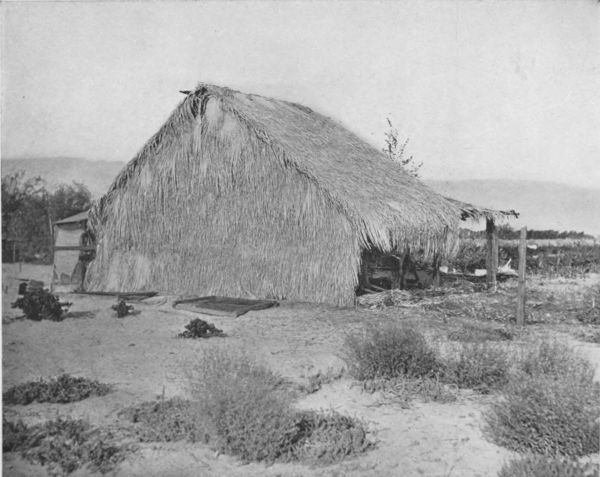 AN OASIS DWELLING THATCHED WITH PALM LEAVES IN COLORADO desert This might pass for a cannibal's hut in the South Sea Islands