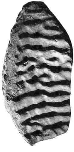 FIG. 1. Ripple marks on a slab of Potsdam sandstone.