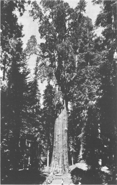 GENERAL SHERMAN, THE KING OF THE SEQUOIAS