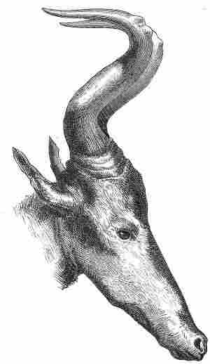 Kopf der Hartebeest-Gazelle. (Antilopa caama).
