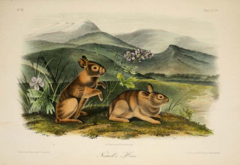 Nuttall's Hare, John James Audubon