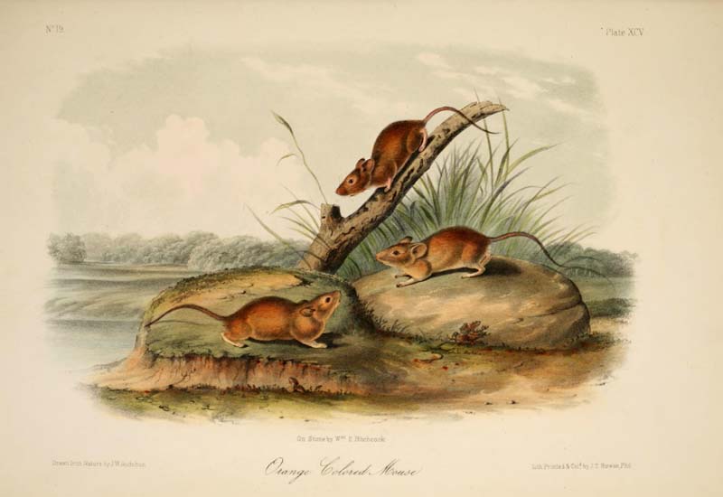 Orange Colored Mouse, John James Audubon