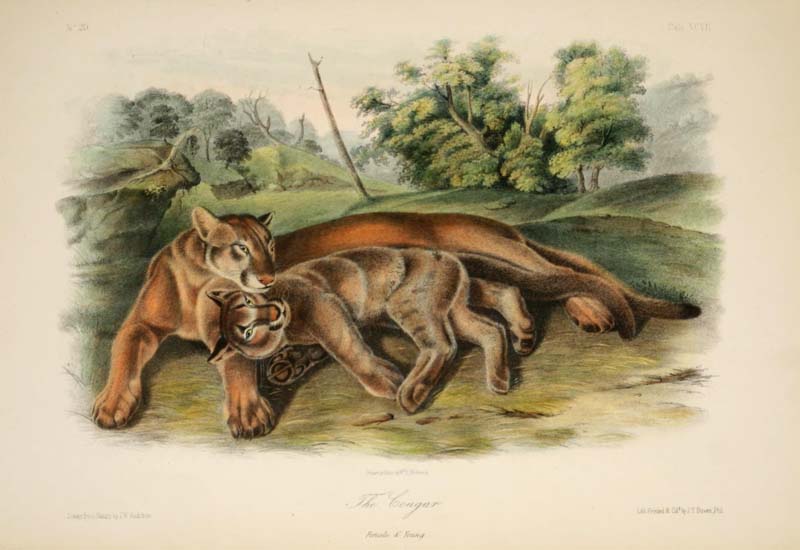 The Cougar, John James Audubon
