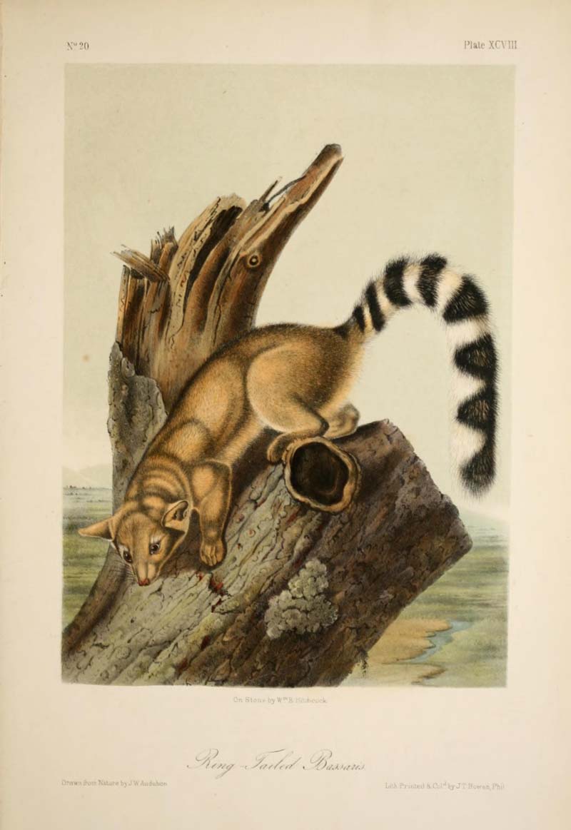 Ring Tailed Bassaris, John James Audubon