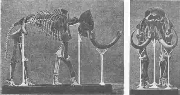  Mammoeth (Elephas Primigenius) gevonden te Lier in 1860 (L. 4,50 m., H. 3,25 m.)