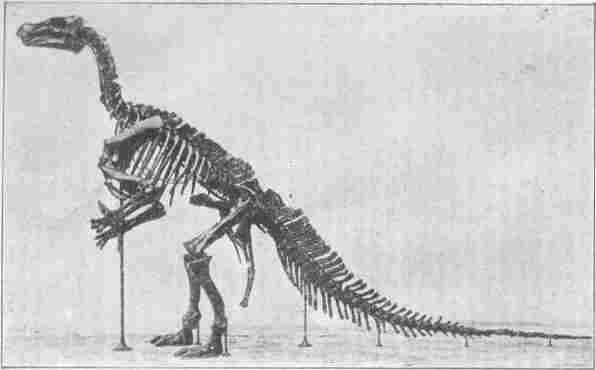 Iguanodon gevonden te Bernissart in 1878 (L. 10,50 m., H. 7,50 m.)
