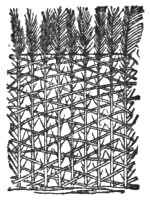 Palm-stick structure (drawing)