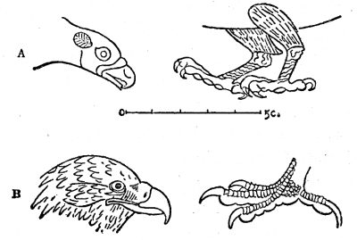 Fig. 4. Head and talons of the Sea-eagle, Haliaëtus albicilla
