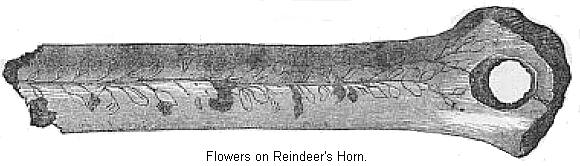 Flowers on Reindeer's Horn.