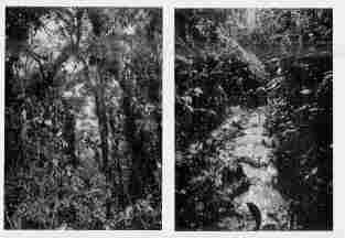 Fig. 13—Composition of tropical vegetation in the rain forest above Pongo de Mainique, elevation 2,500 feet (760 m.). Scores of species occur within the limits of a single photograph.