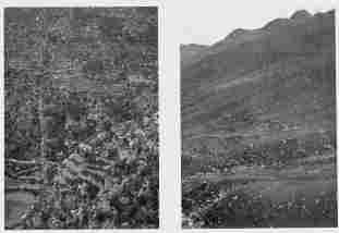 Fig. 30—Terraced hill slopes near Salamanca. There is no part of the photograph which is not covered with terraces save a few places where bushy growths are visible or where torrents descend through artificial canals.