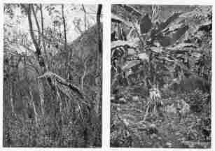Fig. 49—Fig tree formerly attached to a host but now left standing on its stilt-like aërial roots owing to the decay of the host.