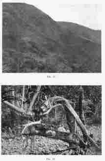Fig. 51—Robledo’s mountain-side trail in the Urubamba Valley below Rosalina.