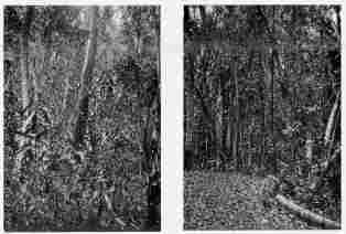 Fig. 56—The type of forest in the moister tracts of the valley floor at Sahuayaco. In the center of the photograph is a tree known as the “sandy matico” used in making canoes for river navigation.