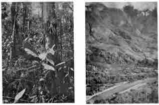 Fig. 98—Dense ground cover, typical trees, epiphytes, and parasites of the tropical rain forest at 2,500-3,000 feet between Pongo de Mainique and Rosalina.