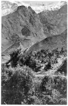 Fig. 179—Snow fields on the summit of the Cordillera Vilcapampa near Ollantaytambo. A huge glacier once lay in the steep canyon in the background and descended to the notched terminal moraine at the canyon mouth. In places the glacier was over a thousand feet thick. From the terminal moraine an enormous alluvial fan extends forward to the camera and to the opposite wall of the Urubamba Valley. It is confluent with other fans of the same origin. See Fig. 180. In the foreground are flowers, shrubs, and cacti. A few miles below Urubamba at 11,500 feet.
