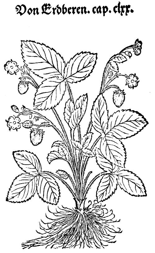 Text-fig. 27. “Erdberen” = Fragaria, Strawberry [Bock, Kreuter Bůch, 1546].