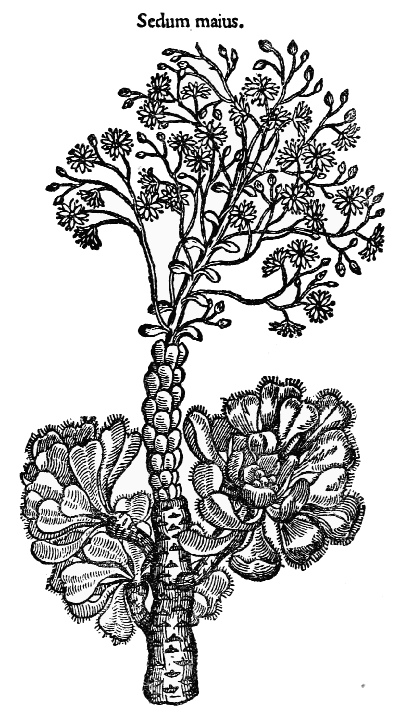 Text-fig. 58. “Petasites” = Butterbur [Fuchs, De historia stirpium, 1542]. Reduced.