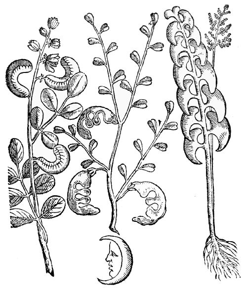 Text-fig. 110. Lunar Herbs