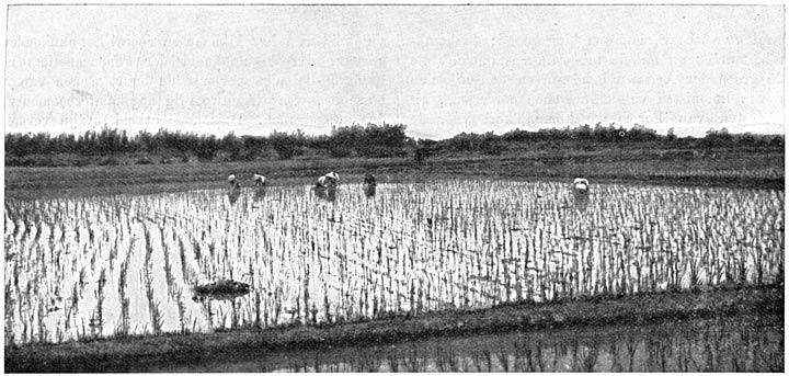 Rijstvelden op Formosa, die twee oogsten per jaar leveren.