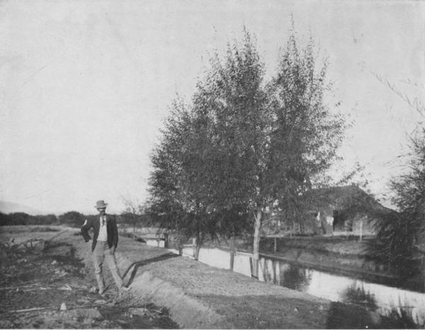 YEAR-OLD WILLOW TREES AT INTERNATIONAL LINE