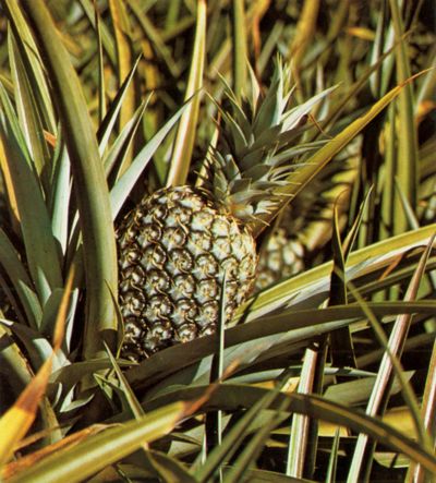 Hawaii produces 45% of the total world production of pineapple. 
