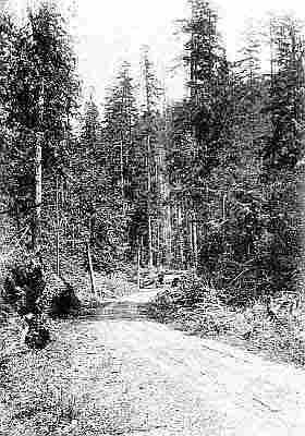 One lane dirt road with small bridge and telephone poles winding through tall evergreen woods.