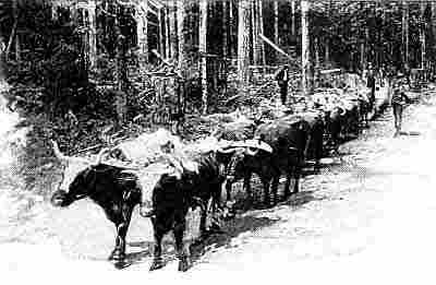 Eight yoke of oxen pulling log sled on skid road in forest; loggers and steam donkey.