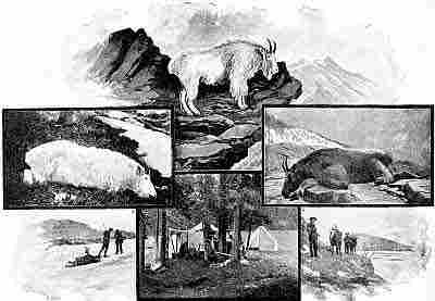 White mountain goats with curved black horns; hunting camp, tents; hunters, rifles.