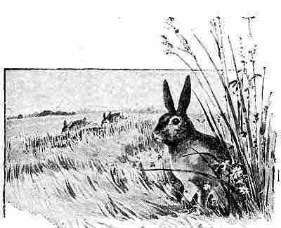Charcoal drawing; one large and two small dark-colored rabbits in grassy field; wildflowers.