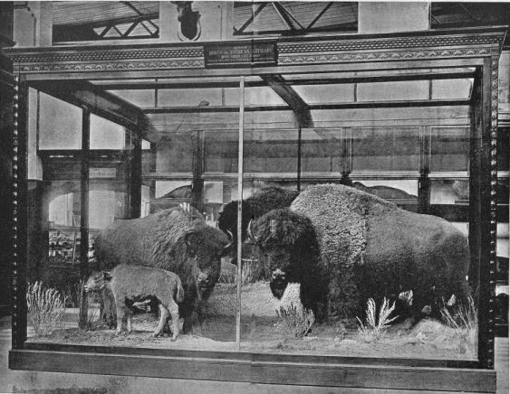 GROUP OF AMERICAN BISONS Collected and mounted IN THE NATIONAL MUSEUM.