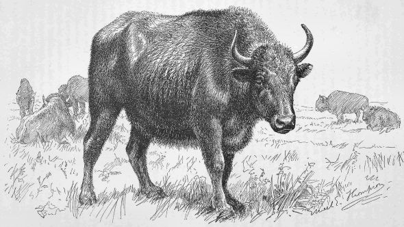 The Extermination of the American Bison, William T. Hornaday